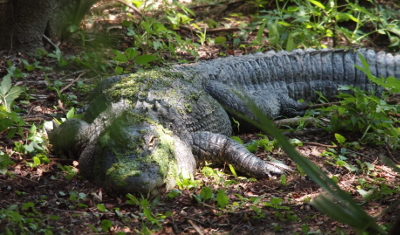 [Huge alligator is facing thecamera with its thick tail turned to the right side of the image. It is on the ground, mostly in the shade, and has some green algae from the water on its face and back.]